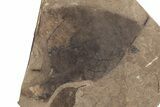 Fossil Leaf (Decodon?) Plate - McAbee Fossil Beds, BC #221181-1
